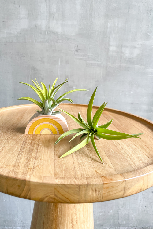 Color Enhanced Tillandsia (Assorted Varieties)