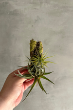 7 of 10:Air Plant Mount