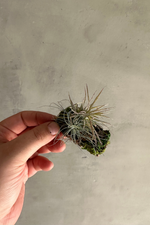 10 of 10:Air Plant Mount