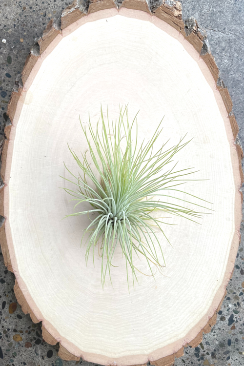 Natural Tillandsia (Assorted Varieties)