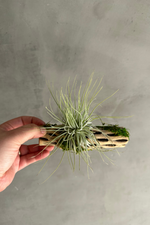 9 of 10:Air Plant Mount