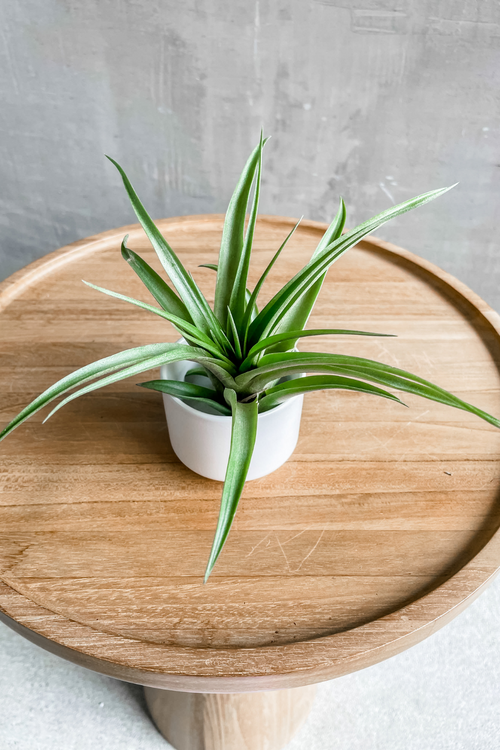 Natural Tillandsia (Assorted Varieties)