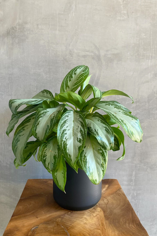 Aglaonema 'Silver Bay'