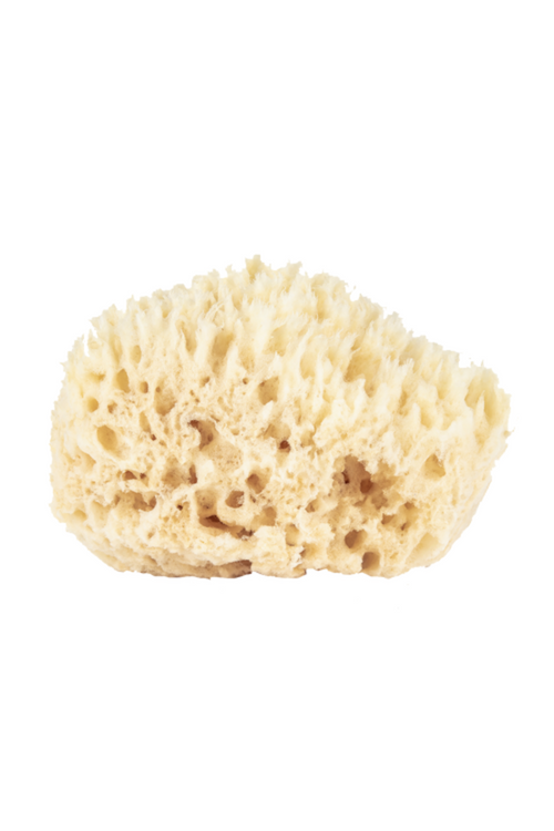 Natural Sea Sponge