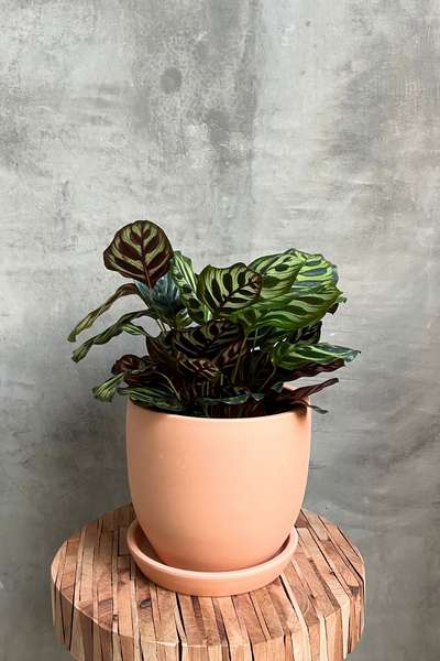 calathea makoyana prayer plant Calathea 'Makoyana' – ECOVIBE