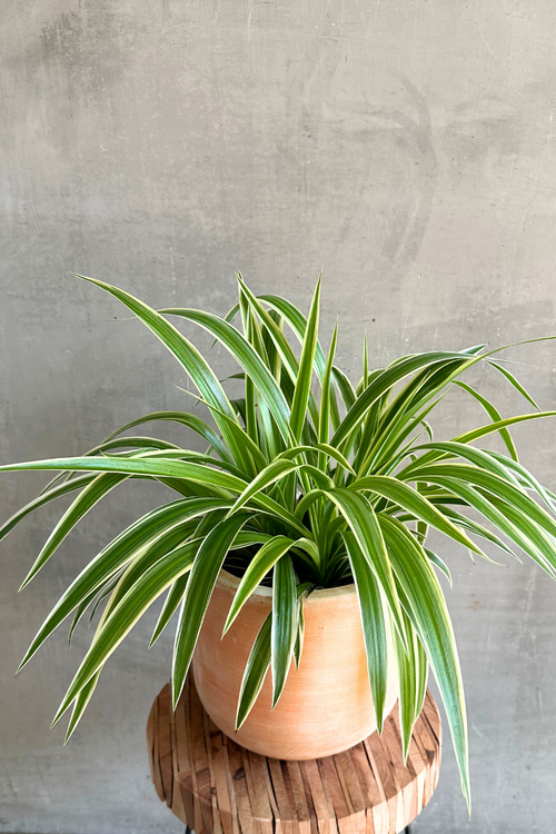 Chlorophytum 'Spider Plant'
