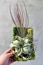 1 of 10:Air Plant Mount
