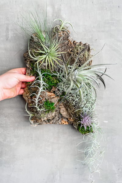 how to attach air plants to cork bark Air Plant Mount