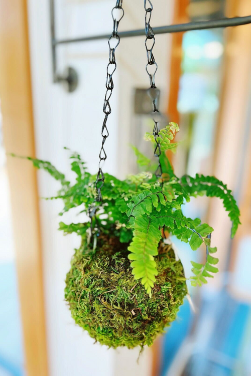 Hanging Kokedama Plant