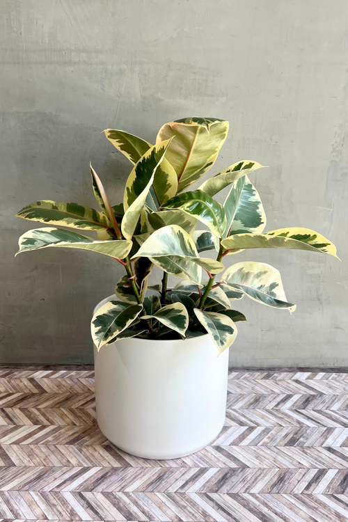 Ficus 'Elastica Tieneke'