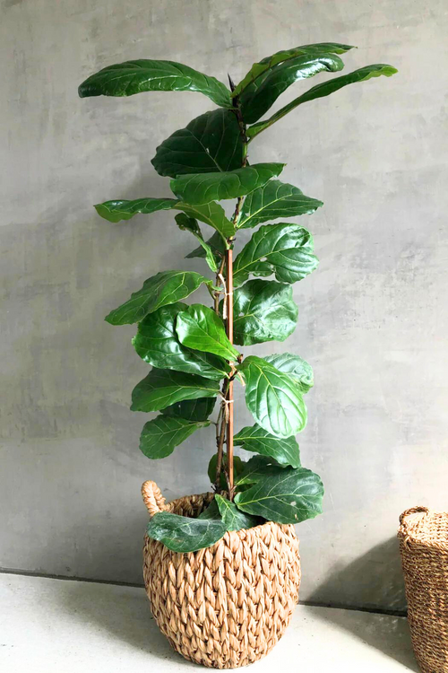 Ficus Lyrata Standard 'Fiddle Leaf Fig'