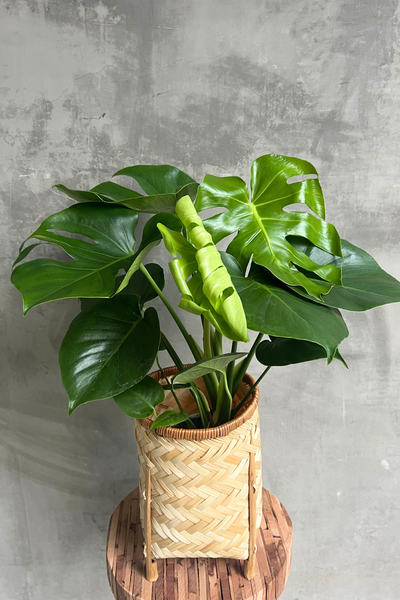 Buy Potted Monstera Indoor Plant