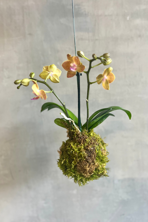 Orchid Kokedama