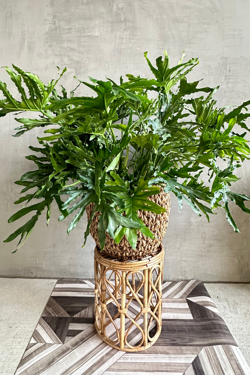Philodendron 'Selloum'