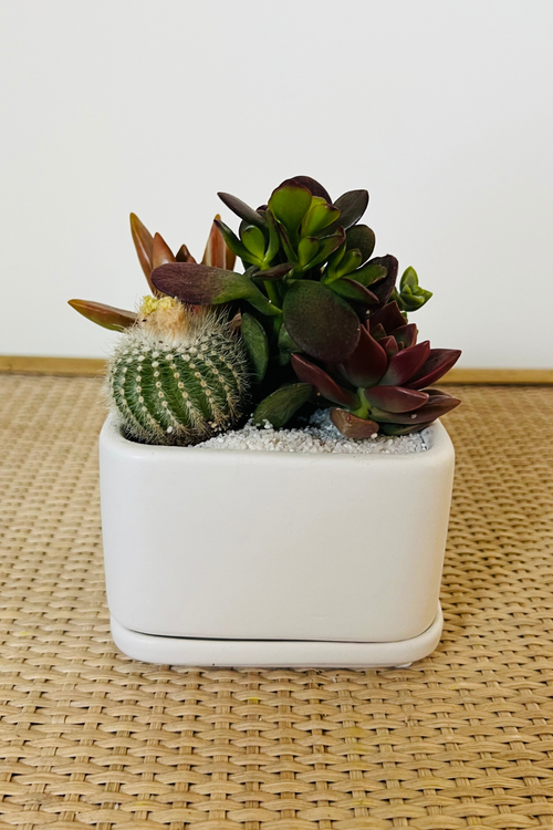 Square Planter + Saucer