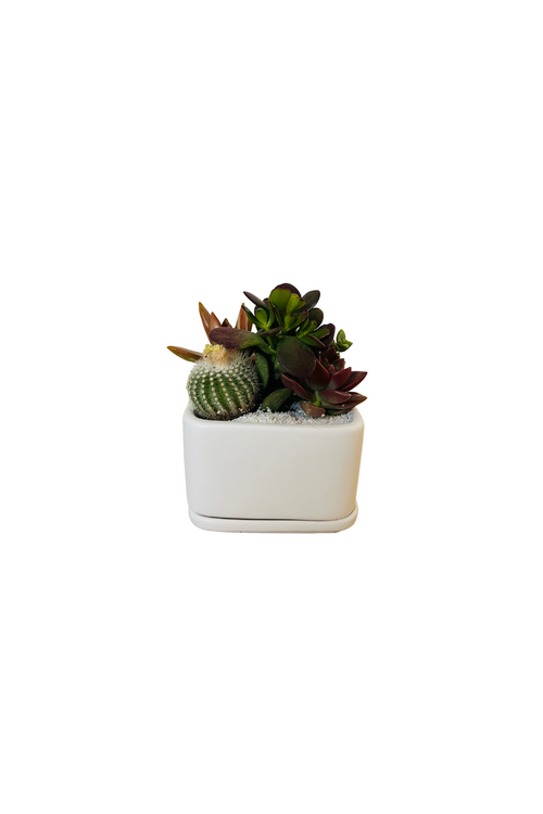 Square Planter + Saucer