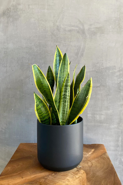 Sansevieria 'Laurentii'