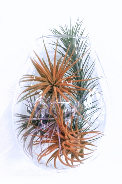 wall mounted air plant terrarium Sole Wall Glass Terrarium – ECOVIBE