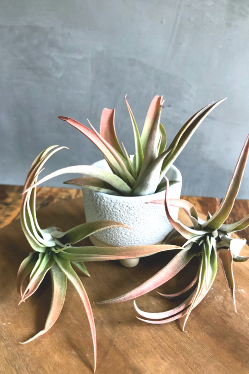 Color Enhanced Tillandsia (Assorted Varieties)