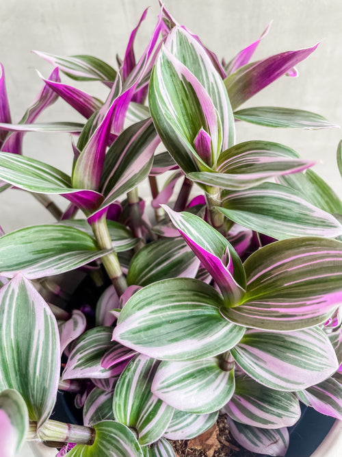 Tradescantia 'Nanouk'