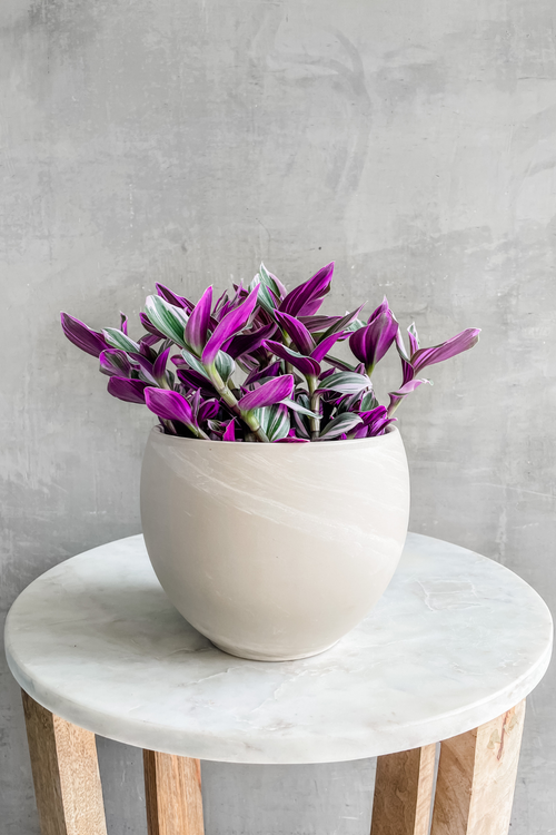 Tradescantia 'Nanouk'