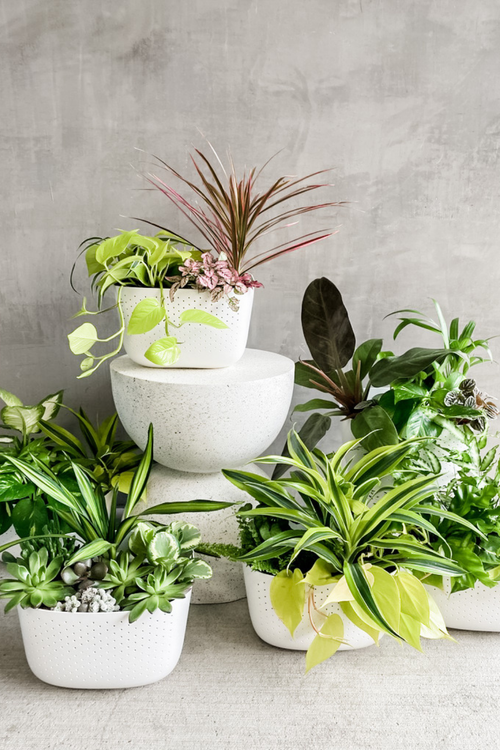 Fully Planted WallyGrow Eco Wall Planter