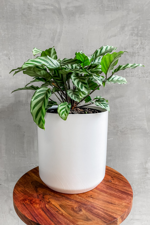 Calathea 'Concinna'