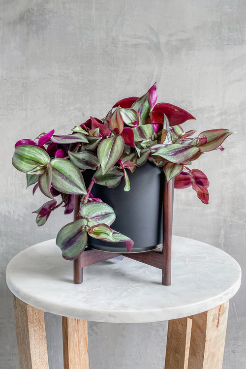 Tradescantia 'Zebrina'