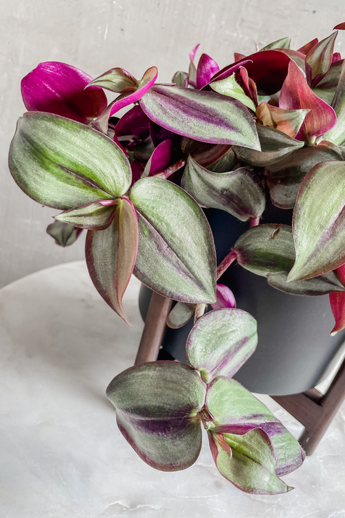 Tradescantia 'Zebrina'