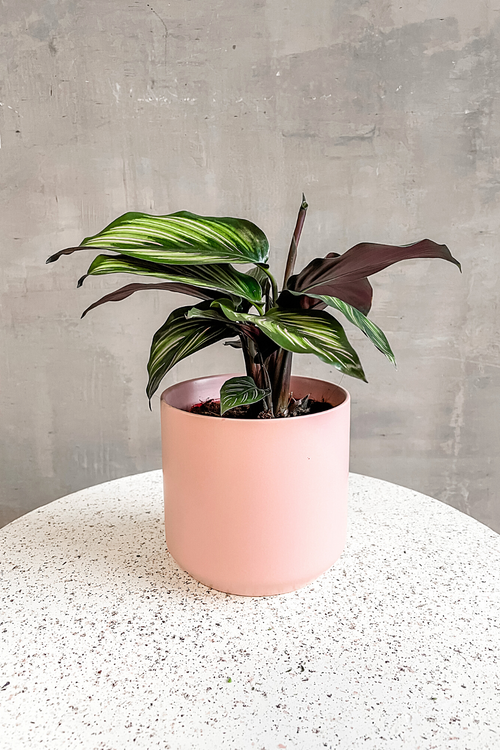 Kendall Pot in Blush