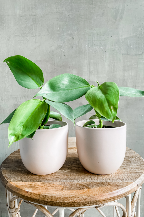 Philodendron 'Silver Sword'