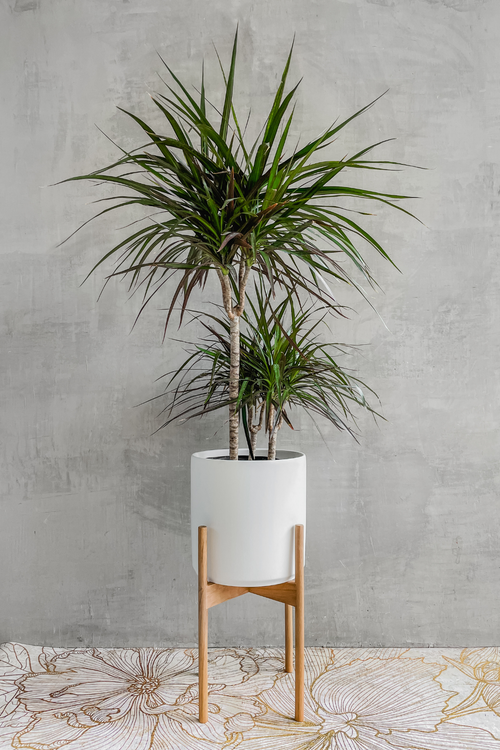 Dracaena 'Marginata Magenta'