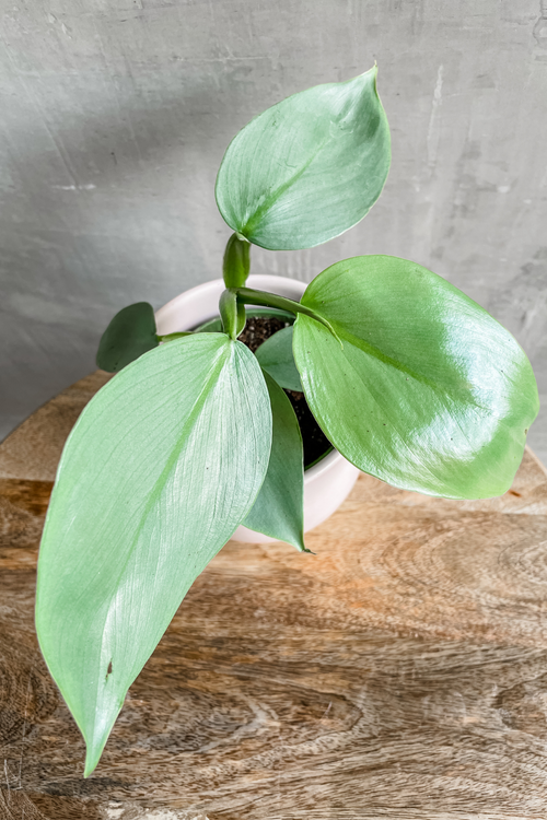 Philodendron 'Silver Sword'