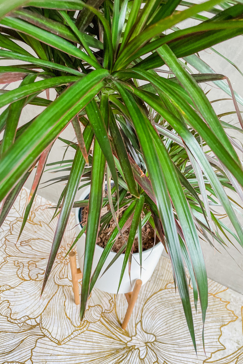 Dracaena 'Marginata Magenta'