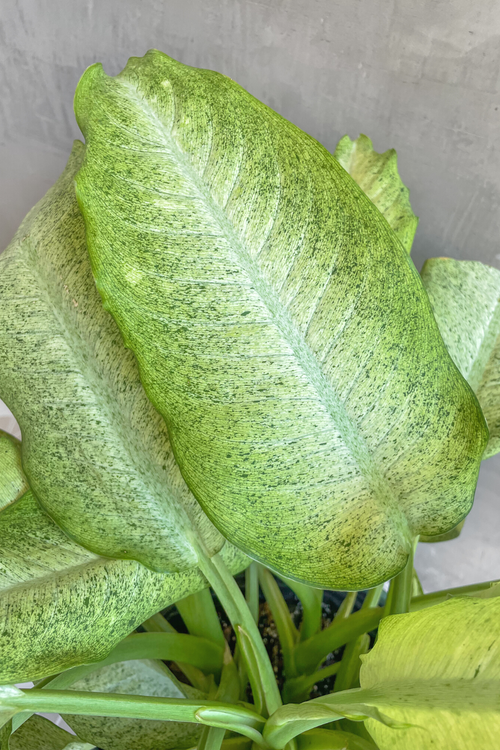 Dieffenbachia 'Camouflage'