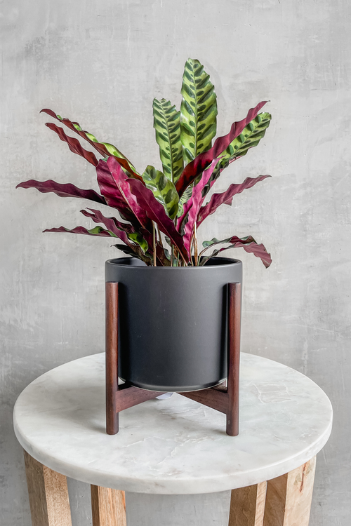 Calathea Lancifolia 'Rattlesnake Plant'