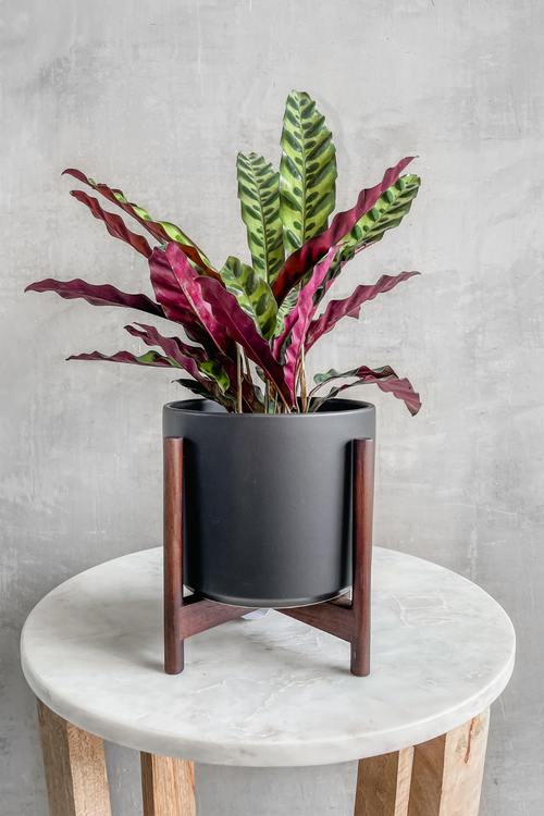 Calathea 'Lancifolia'