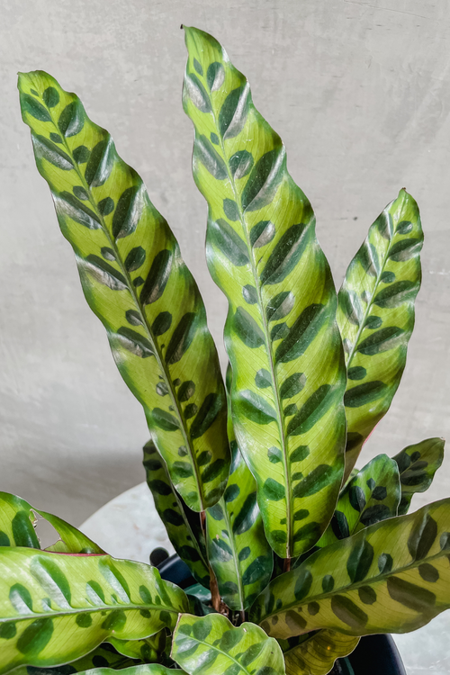 Calathea Lancifolia 'Rattlesnake Plant'