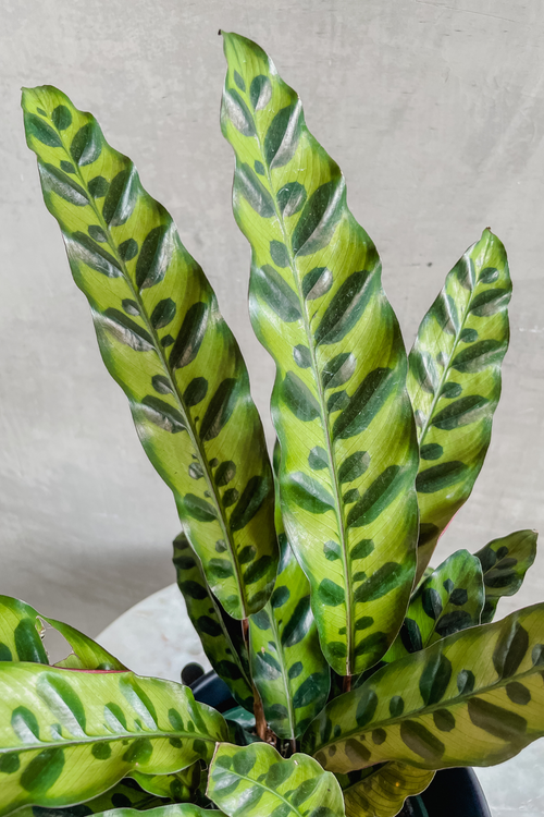 Calathea 'Lancifolia'