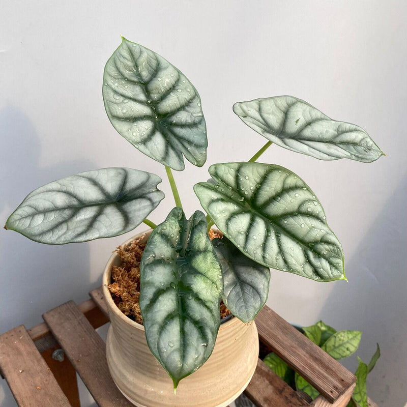 Alocasia Baginda 'Silver Dragon'-Wholesale Plants-ECOVIBE