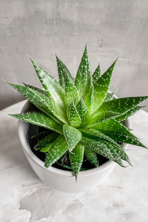 Haworthia (Assorted Varieties)