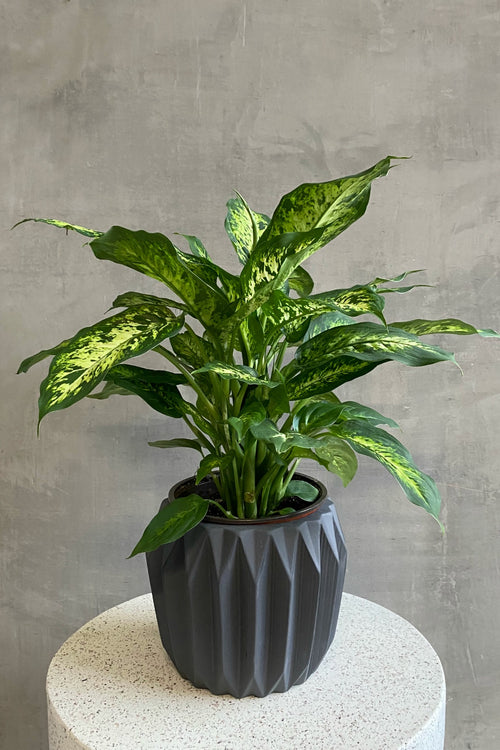 Dieffenbachia 'Reflector'