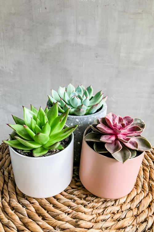 Assorted Succulents