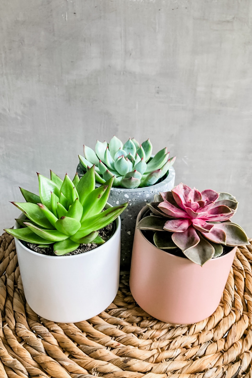 Succulent (Assorted Varieties)