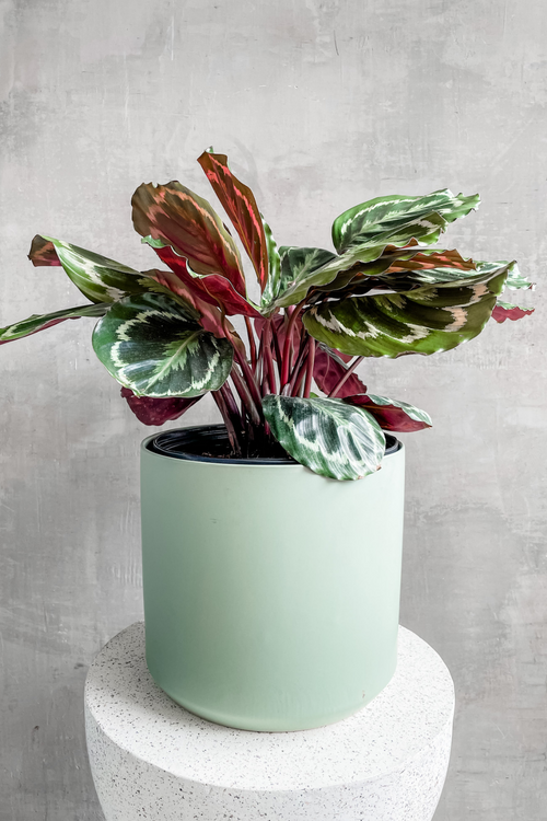 Kendall Pot in Sage