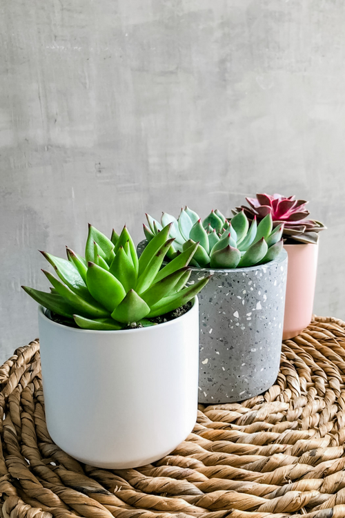 Assorted Succulents