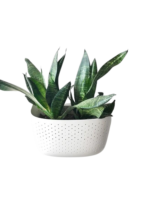WallyGrow Eco Wall Planter