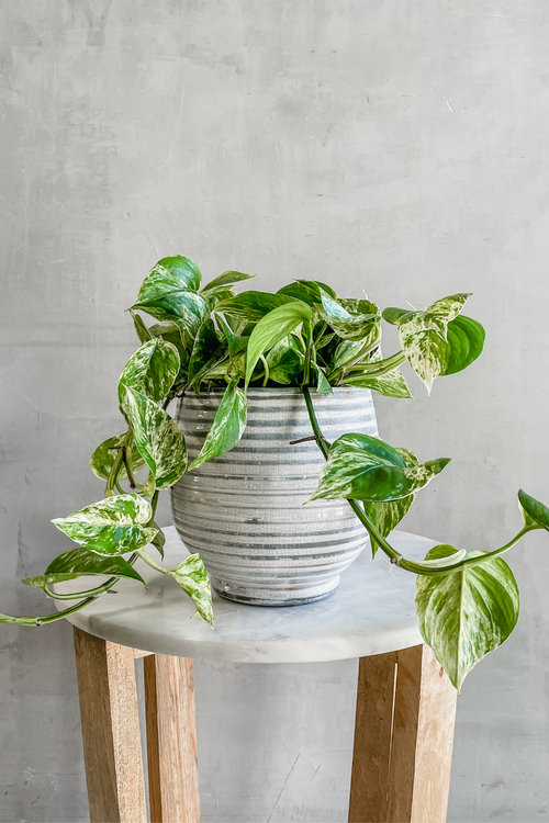 Epipremnum 'Pothos Marble Queen'