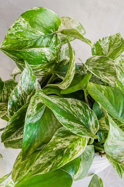 Epipremnum 'Pothos Marble Queen'
