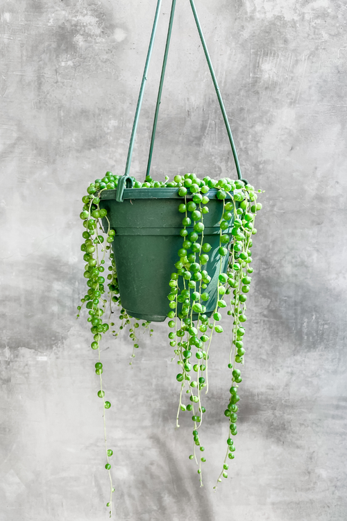Senecio 'String of Pearls'